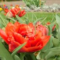 Tulipa double hative 'Oranje Nassau' PB 6